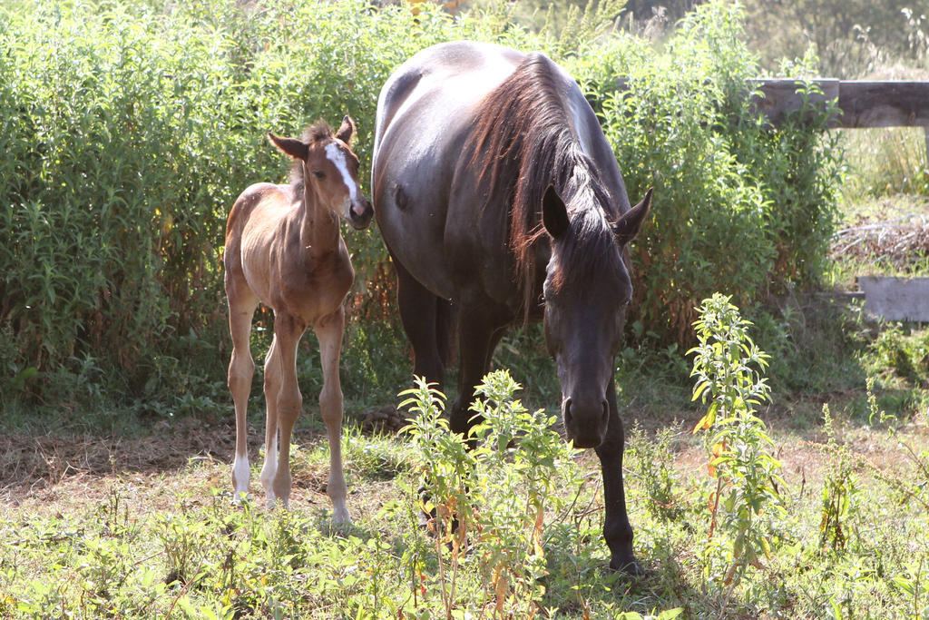 Terracorse Villa Figari  Luaran gambar